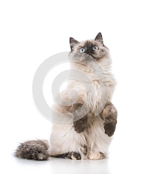 purebred ragdoll kitten