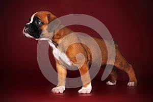 Purebred red boxer puppy standing