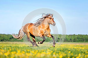 Horse running free on the pasture.