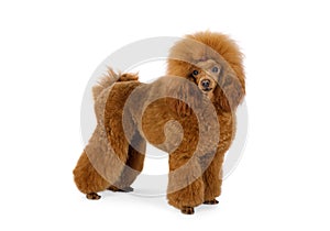 Purebred red Toy Poodle dog on a white background