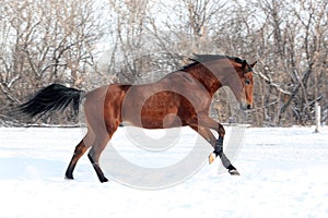 Purebred riding horse runs gallop in winter