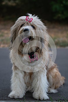 Purebred Romanian Mioritic Shepherd female dog with striking blue eyes and wearing a pink bow is looking straight to the