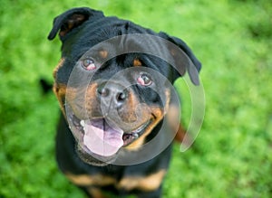 A purebred Rottweiler dog with