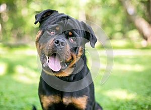 A purebred Rottweiler dog with