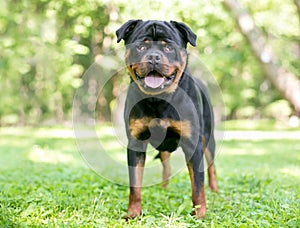 A purebred Rottweiler dog with
