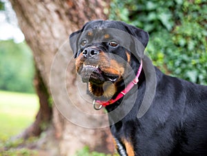 A purebred Rottweiler dog with an underbite