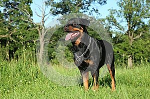 Purebred Rottweiler on green grass