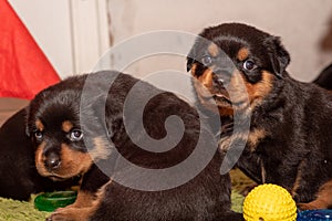 Purebred Rottweiler puppy, posing, one months old.