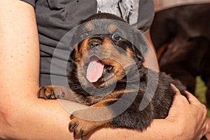 Purebred Rottweiler puppy, posing, one months old.