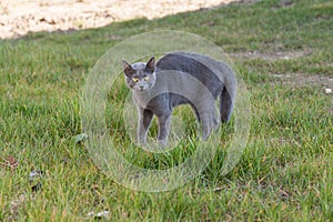 Purebred Russian Blue - elegant domestic cat