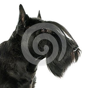 Purebred scottish terrier