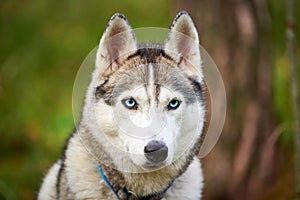 Purebred Siberian Husky dog with blue eyes in collar, Siberian Husky dog face close up outdoor