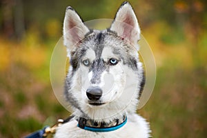 Purebred Siberian Husky dog in collar walking outdoor, friendly happy Siberian Husky portrait