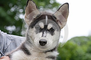 Purebred siberian husky puppy with cute big ears photo