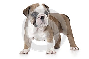 Purebred six weeks old English Bulldog puppy