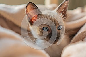 Purebred six weeks old Siamese cat with blue almond shaped eyes in beige basket background. Excited Thai or Wichien Maat kitten