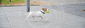 Purebred smooth-haired puppy Jack Russell Terrier plays on the street. Joyful little dog companion runs and jumps for a