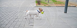 Purebred smooth-haired puppy Jack Russell Terrier plays on the street. Joyful little dog companion runs and jumps for a