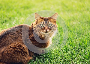 Purebred somali cat in the grass outside