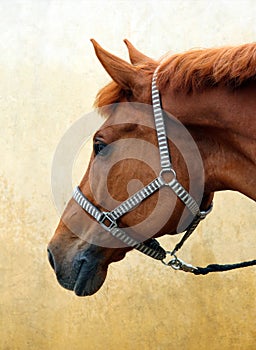 Purebred sorrel sportive stallion