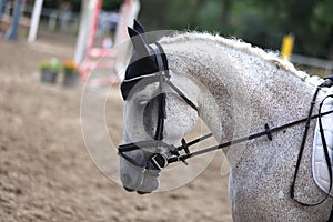 Purebred sport horse wearing winners trophy after competition