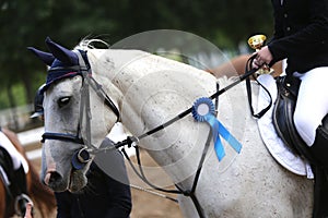 Purebred sport horse wearing winners trophy after competition