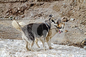 Purebred stray dogs play in nature