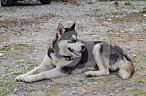 Purebred stray dogs play in nature