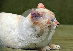 Purebred Thai cat red - point