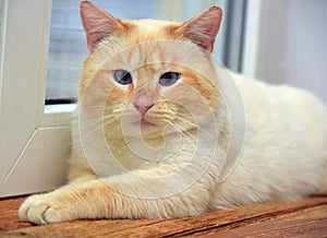 Purebred Thai cat red - point