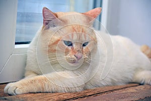 Purebred Thai cat red - point