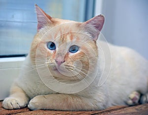 Purebred Thai cat red - point