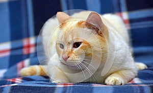 Purebred Thai cat red - point