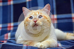 Purebred Thai cat red - point