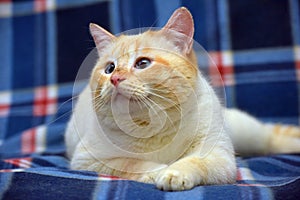 Purebred Thai cat red - point