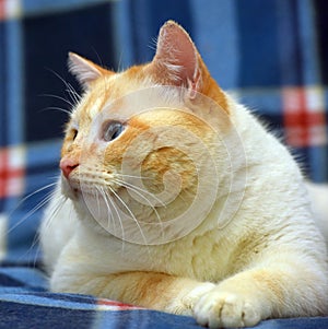 Purebred Thai cat red - point
