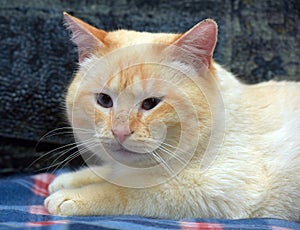 Purebred Thai cat red - point