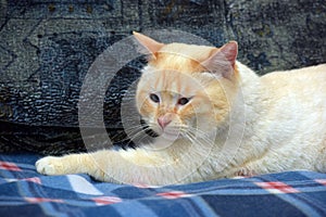 Purebred Thai cat red - point