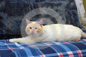 Purebred Thai cat red - point