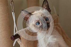 Purebred Thai or Wichien Maat kitten plays hunts on beige soft kitty hammock background. 6 weeks old Siamese cat with blue almond-