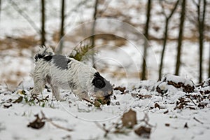 Purebred tricolor Jack Russell Terrier nose is following a track in the snowy winter