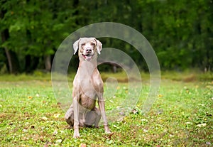 A purebred Weimaraner dog with a happy expression
