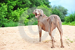 Purebred weimaraner playing outside. Multicolored outdoors image