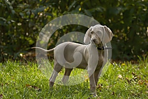 Purebred Weimaraner puppy on green lawn. Young weimar dog standing on green grass and looking at camera.