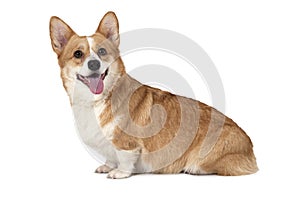 Purebred Welsh corgi Pembroke dog