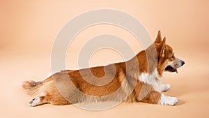 A purebred Welsh Corgi Pembroke dog lies with its front and hind legs stretched out. Pet in the studio on an orange