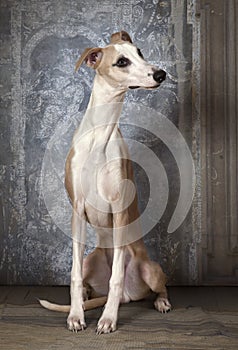 Purebred Whippet dog indoors