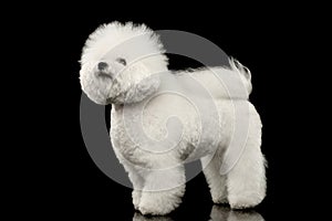 Purebred white Bichon Frise Dog Standing, Looking up isolated Black