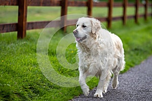 A purebred white golden retriever dog walking on a rural road near a fence