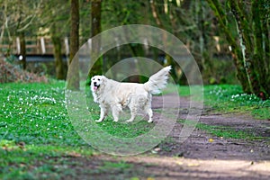 A purebred white golden retriever portrait taken in a forest trai